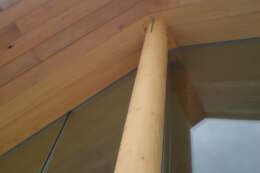 Baden Powell Centre apex detail